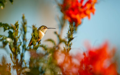 Hummingbird Rufus ruby throated perched on red flowers
