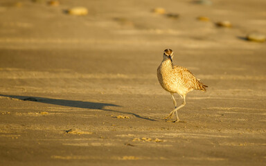 piper on sandy beach walking