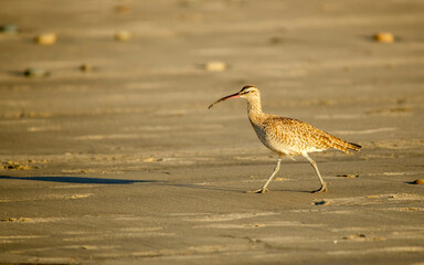 piper on sandy beach walking