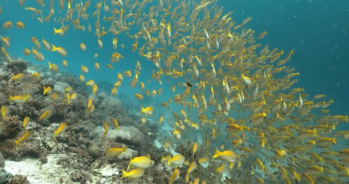 Group of blue striped snapper fish swimming in the turquoise water.