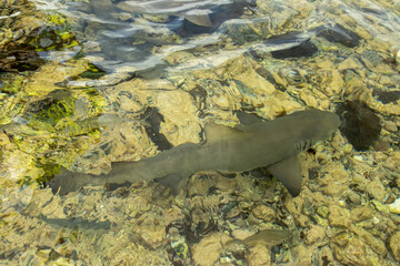 baby lemon sharks swimming in the water