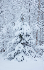 snowy forest evergreen tree with snow