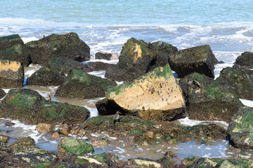 Oyster catcher between rocks