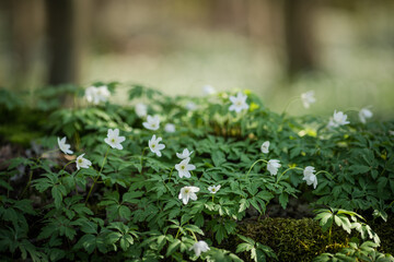 White spring flowers Anemone nemorosa blooms in the sunlight in the forest. Blurred forest landscape in the background with a field of anemone flowers