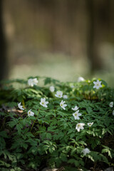 White spring flowers Anemone nemorosa blooms in the sunlight in the forest. Blurred forest landscape in the background with a field of anemone flowers