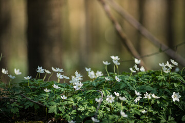 White spring flowers Anemone nemorosa blooms in the sunlight in the forest. Blurred forest...