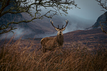 Great stag in the highlands of Scotland, beside a mist-covered mountain