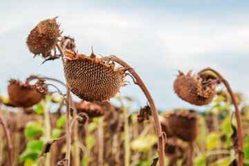 Sunflower harvesting season in autumn. Harvesting seeds Dry ripe sunflower close-up on soft blurred field background.