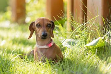Cute dog rabbit dachshund sits on the lawn in summer for a walk