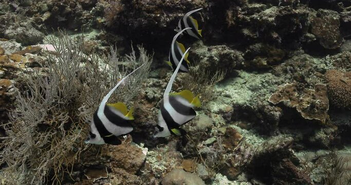 Group of beautiful Moorish idol fish over the reefs.