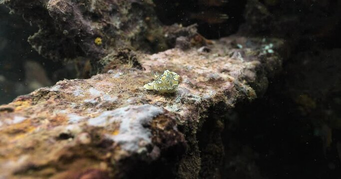 Closeup shot of Nudibranch alone over underwater rocks.