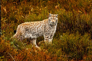 adult male Eurasian lynx (Lynx lynx) in the heather