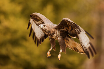 common buzzard (Buteo buteo) in the flight