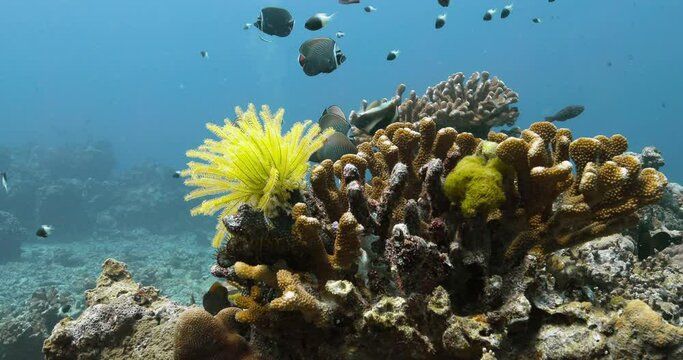 School of redtail butterflyfish with other fishes over the seabed.