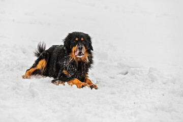 male black and gold Hovie dog enjoys the snow