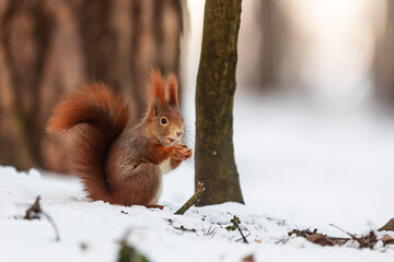 cute Eurasian red squirrel (Sciurus vulgaris) with a nut in the snow