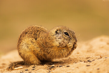 European ground squirrel (Spermophilus citellus) photographed close up