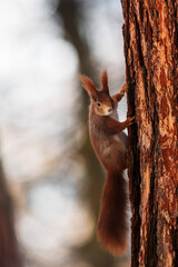 Naklejka na ściany i meble cute Eurasian red squirrel (Sciurus vulgaris) on the tree