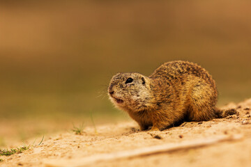 European ground squirrel (Spermophilus citellus) in front of the hole