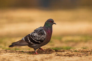 domestic pigeon (Columba livia domestica] looking for food