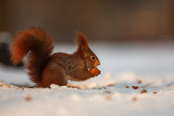 cute Eurasian red squirrel (Sciurus vulgaris) with food in the snow