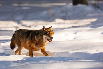 Eurasian wolf (Canis lupus lupus) goes through the snow
