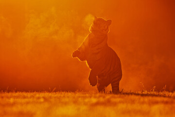 Siberian tiger (Panthera tigris tigris) in the strong red backlight you can just see the outline