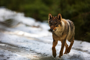Eurasian wolf (Canis lupus lupus) in the snow out of the woods
