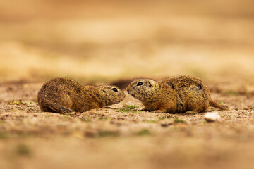 European ground squirrel (Spermophilus citellus) couple in the sand