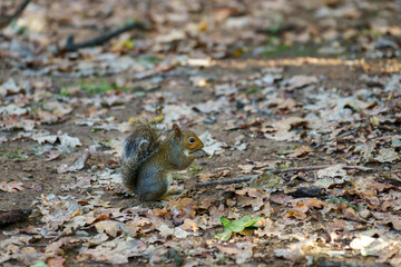 A squirrel of Milan, Italy