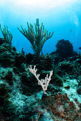 Naklejka na ściany i meble Scuba diving Cozumel reefs and animals 