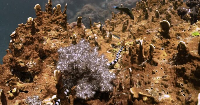 Black and white sea krait finding its way between brown corals.