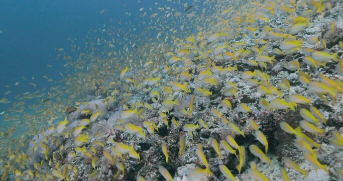 Large swarm of blue striped snapper fish hovers above a scenic seabed.