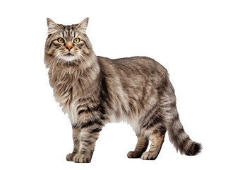 Majestic long-haired cat standing, isolated on transparent background