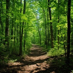  a dirt road in the middle of a forest with lots of green trees on both sides of the dirt road.