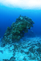 Fototapeta na wymiar Scuba diving Cozumel reefs and animals 