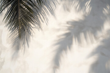 Dramatic Shadows of Palm Fronds on White Wall, Striking shadows of palm fronds against a white wall, evoking a sense of tropical elegance - obrazy, fototapety, plakaty