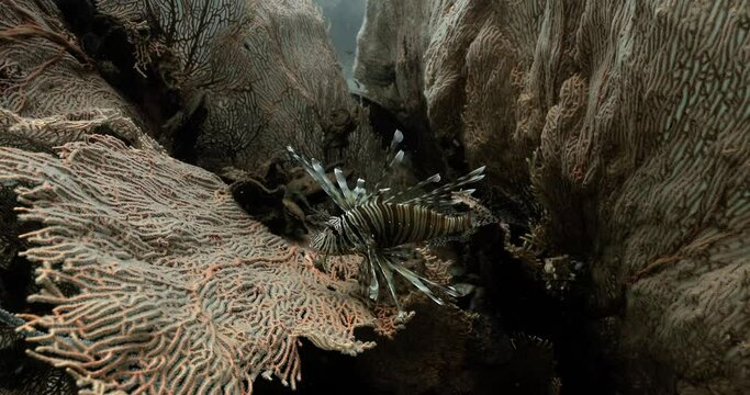 Devil firefish slowly moving inside a big reddish white fire coral.