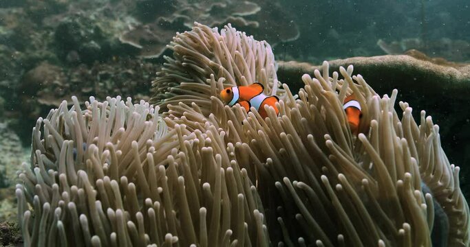 Close look at two joyful false clown anemonefish in a sea anemone.