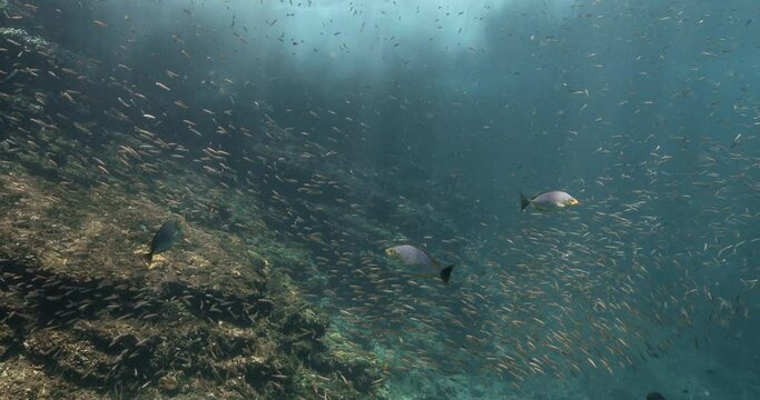 Java Vol Fish