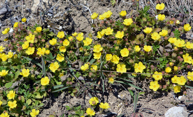 In nature grows potentilla