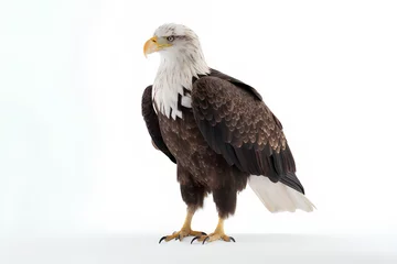 Foto op Plexiglas bald eagle © Touseef