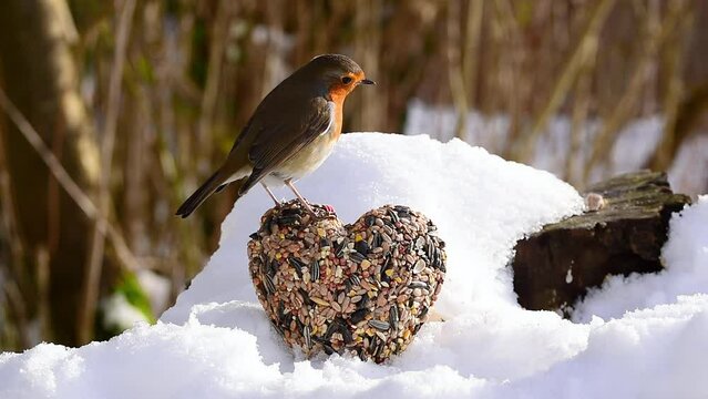 European robin redbreast (Erithacus rubecula) perched on bird seeds heart in the snow in winter. Concept of love and valentine.