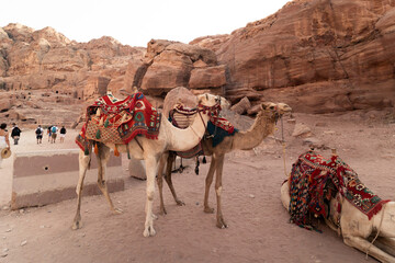 Camellos en Petra - Jordania