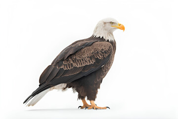 Naklejka premium American bald eagle