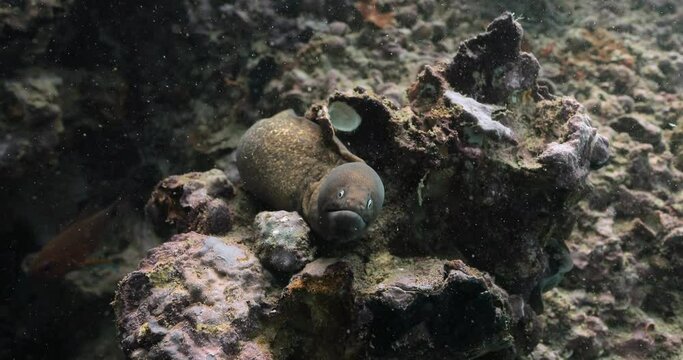 Very close shot of the white eyed moray creature staring at the diver.