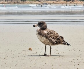 seagulls on the beach