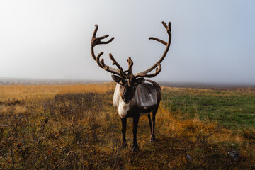 Portrait of Northern reindeer (Rangifer tarandus) with massive antlers in autumn tundra.