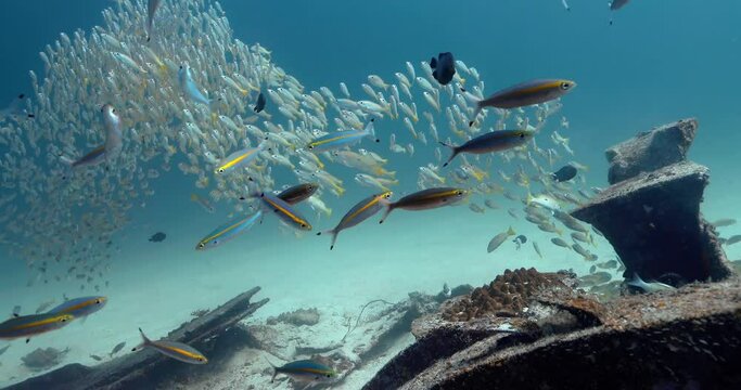 Swarm of silver fish with yellow tails swim above rusty metal ship.