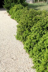viburnum hedge